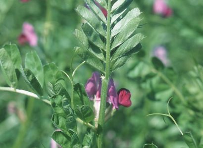 Vetch
