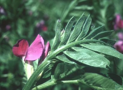 Vetch
