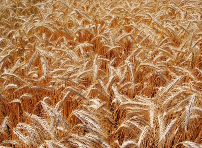 Triticale
