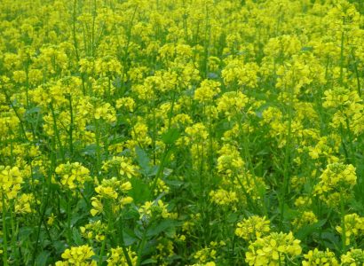 Architect WHITE MUSTARD