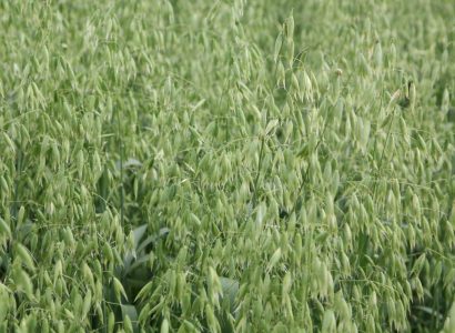 Oat RGT Vaughan