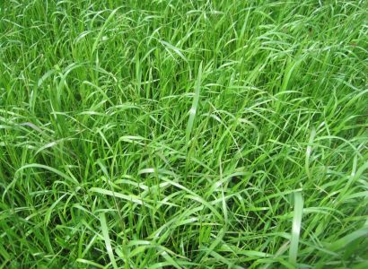 Italian Ryegrass