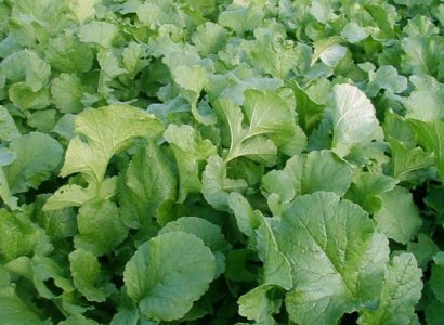 OILSEED RADISH