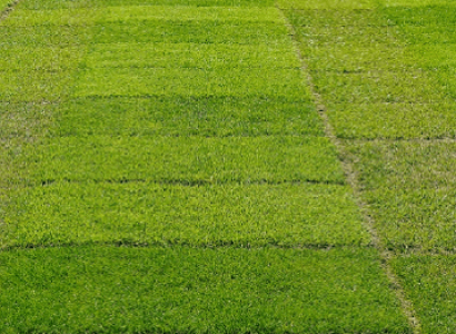 Amenity trials
