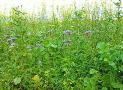 PuzzCoverCrops2