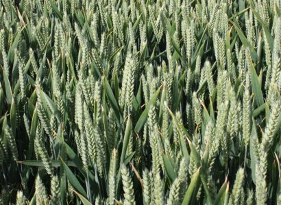RGT Hexton - a strong contender on farm