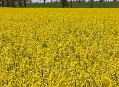 RagtSolutionsPage_OilseedRape