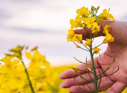 RagtSolutions_OilseedRape