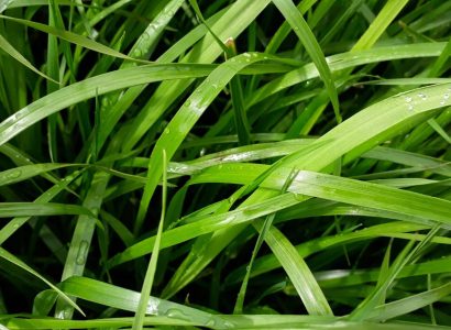 SYNTILLA-0419-UK (3)