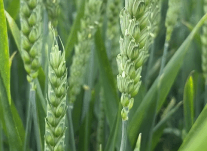 Screenshot 2024-07-17 165630