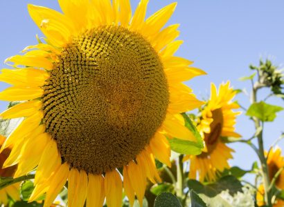 RGT Angello Sunfllower
