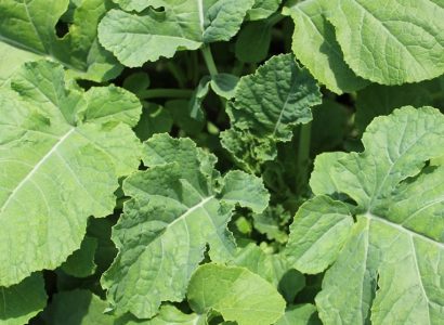 abyssian mustard